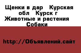 Щенки в дар - Курская обл., Курск г. Животные и растения » Собаки   